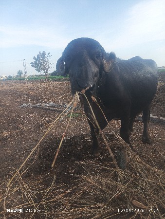 ભેંસ વેચવાની છે