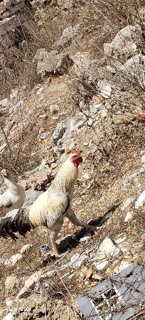 કુકડો વેંચવા નો છે