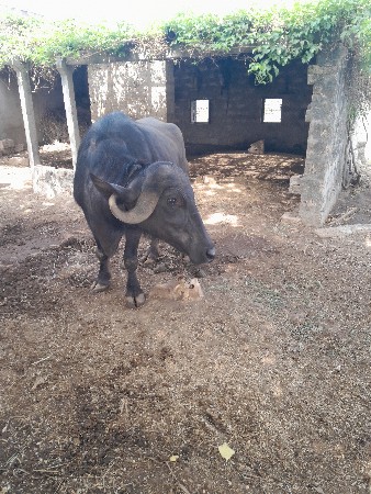 ખળેલુ વેચવા નુ છે