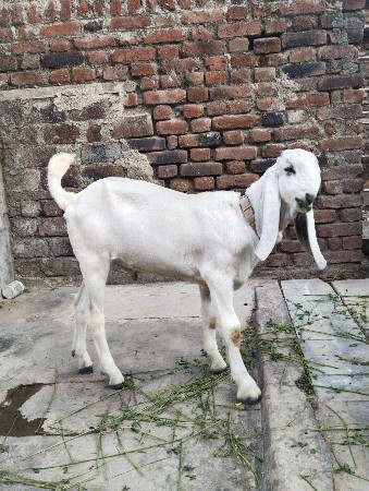 રાજસ્થાની બકરો વેચવાનો છે