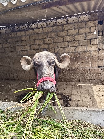 ભેંસ વેચવાની છે વેતર ત્રીજો