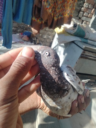 थंबनेल 3