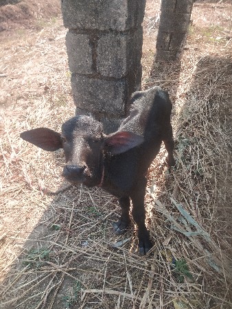 જાફરાવાદી ભેંશ વેસવાની છે