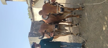 બળદ વેચવાના છે