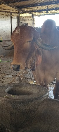 ગાય વેચવાની છે