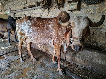 થંબનેલ 3