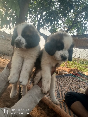 थंबनेल 3