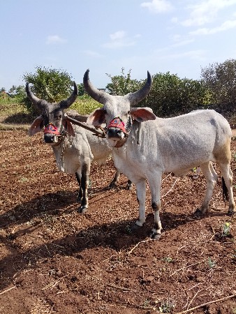 સાવસોજા