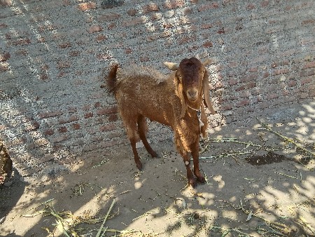 ચાર વરસનો છે