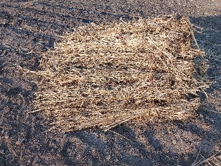 સાર વેસવાની છે