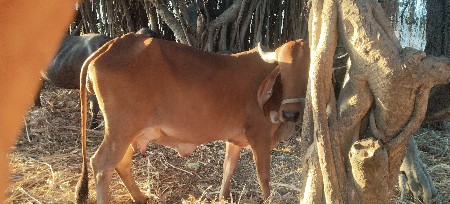 બે ગાયો વેચવાની છે