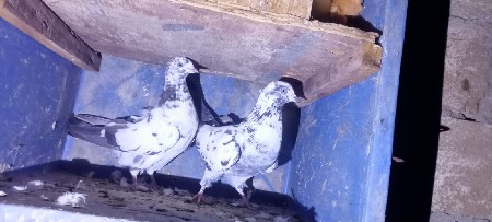 કબુતર વેચવાના છે