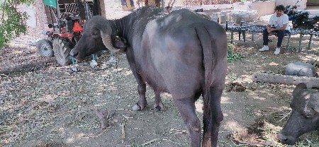 ભેસ વેચાવાની છૅ