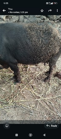 વેચવાની