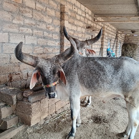 थंबनेल 2