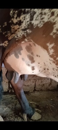 थंबनेल 3