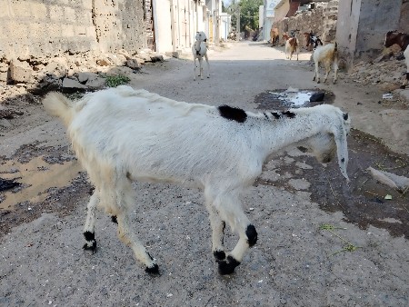 2 બચી વેચવાની છે