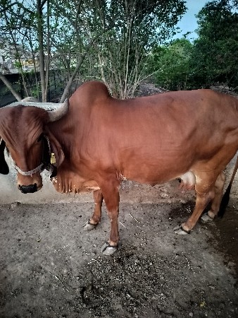 ગાય વેચવાની છે