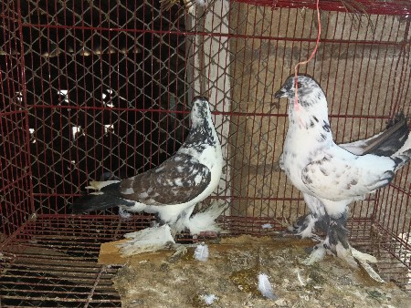 थंबनेल 3