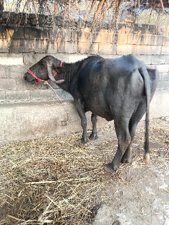 ભેંસ વેસ્વાની સે