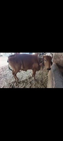 ગાય વેચવાની છે