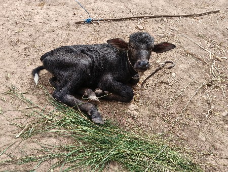 थंबनेल 3