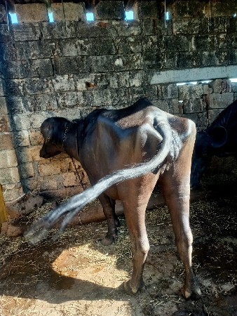 ખડેલિવેચવાનિછે