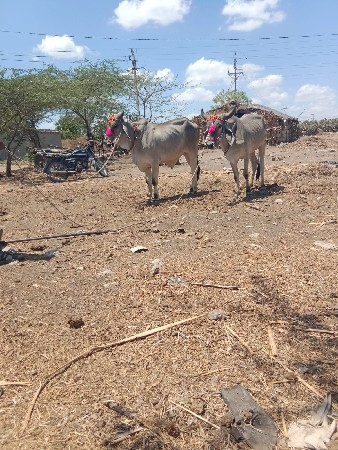 ગુંજલા ગામ