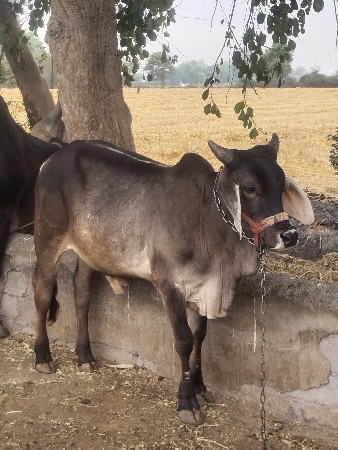 બળદ વેચવાનો છે