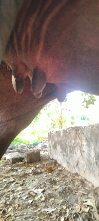 આ ખડેલુ વેચવાનુ છે