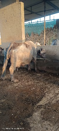 ભેંશ વેતર ઉપર