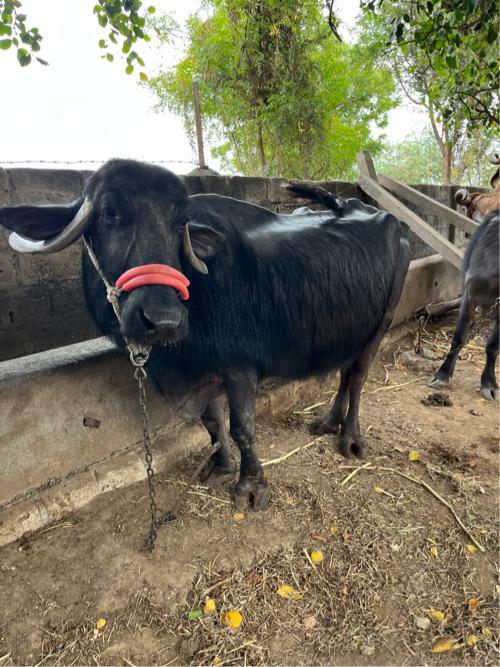 ભેસ વેચવાની છે