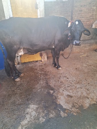 थंबनेल 3