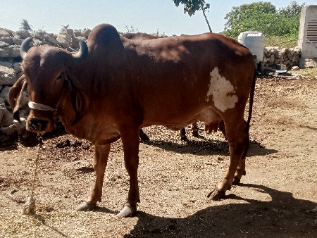 ગાય વેચવા ની છે