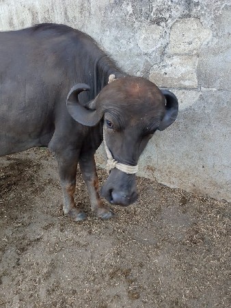 થંબનેલ 1