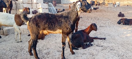 આ પાટડી દેવાની છે