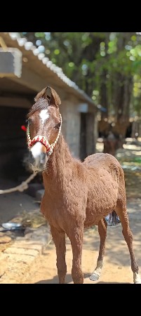 વસેરો વેસવા નો છે