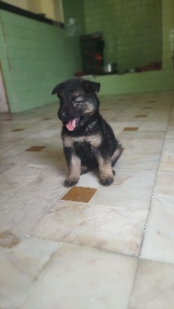 zarman sefard female puppy
