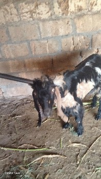 थंबनेल 3