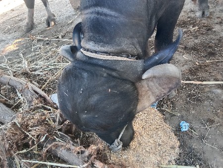 પાડો વેચવાનો છે