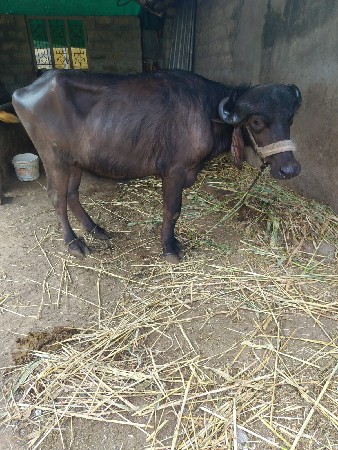 ખળેલી વેચવાની છે