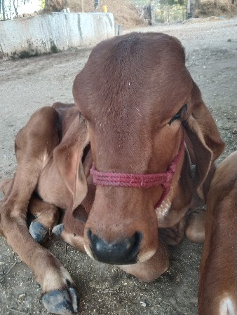 थंबनेल 3