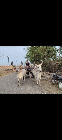 ગોધલા વેચવાના છે