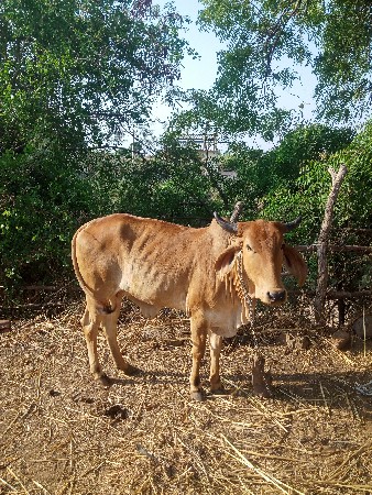 ઓડકી વેચવાની છે