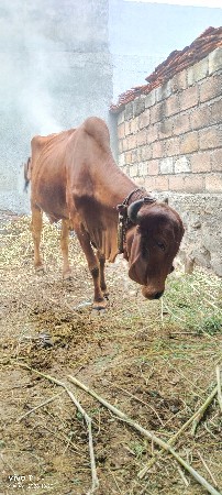 थंबनेल 2