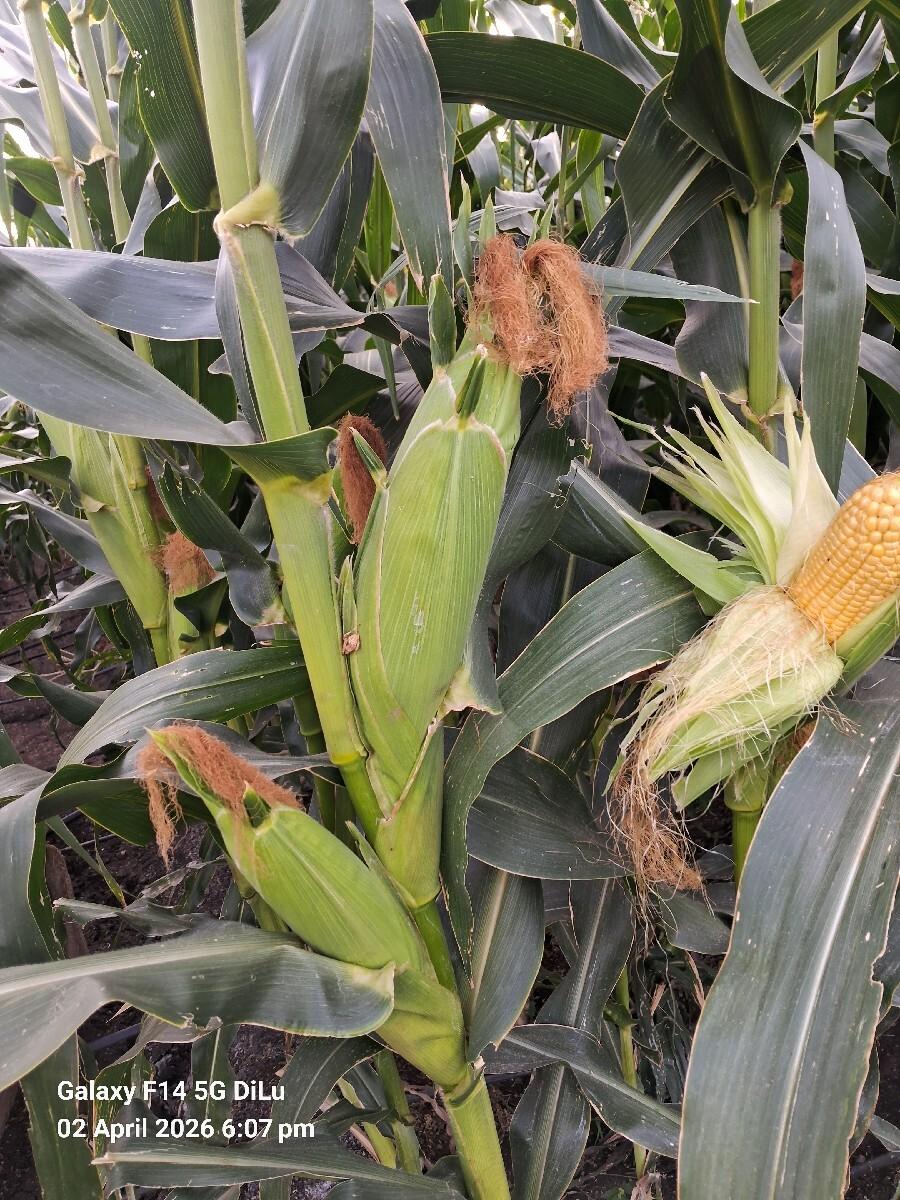 અમેરિકન મકાઈ વેચવાની છે