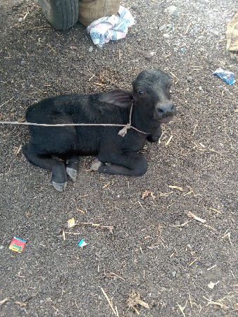 આ ભેંસ વેચવાની છે