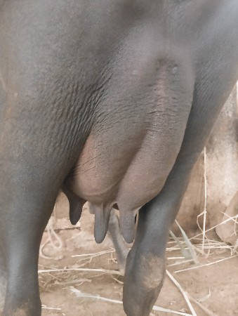 ભેંસ વેચવાની છે