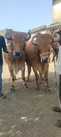 थंबनेल 2