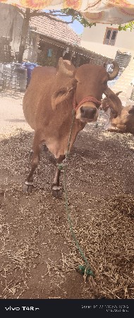 ગાય વેચવાની છે